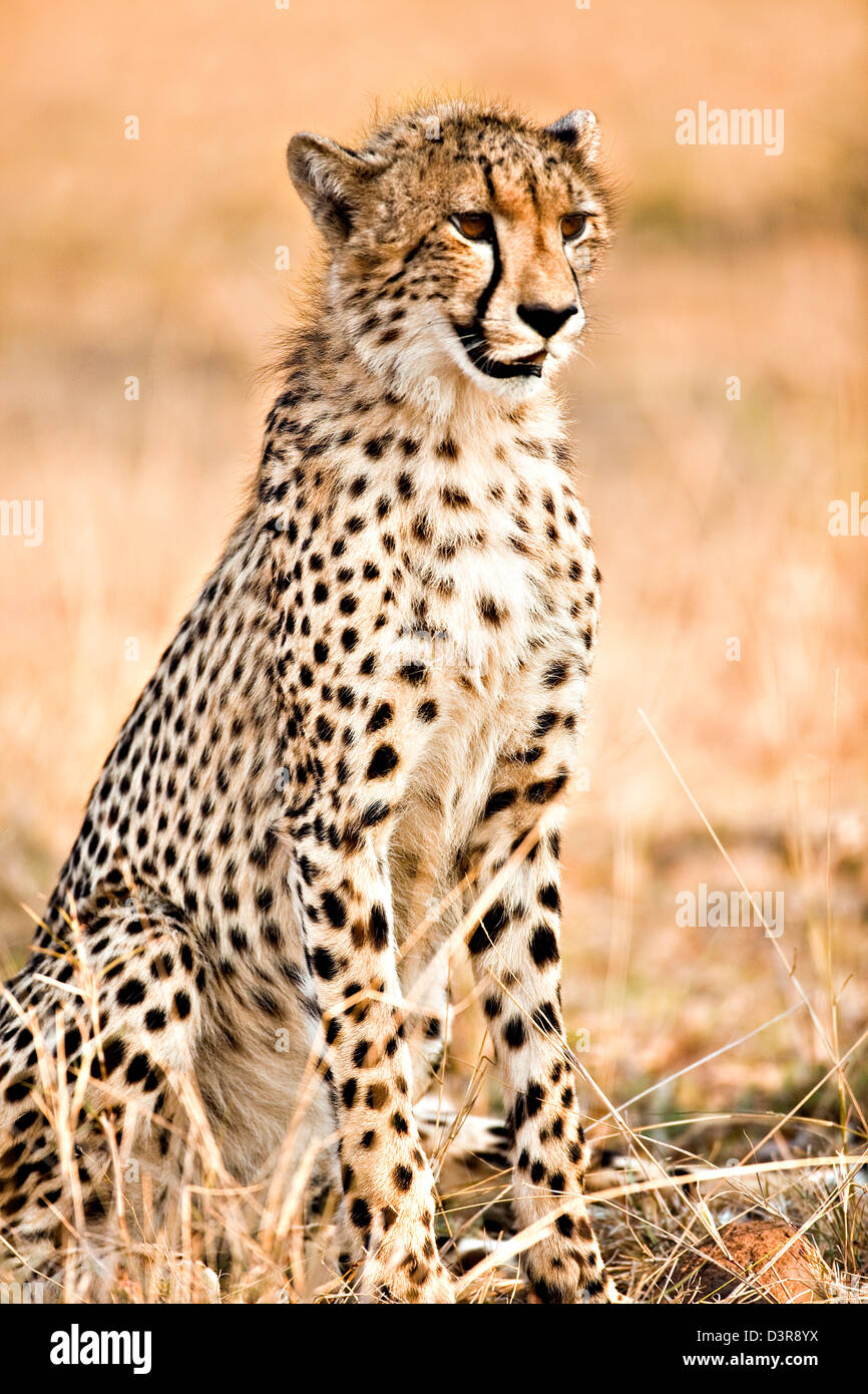 Cheetah sitting in Phinda Game Reserve, South Africa Stock Photo