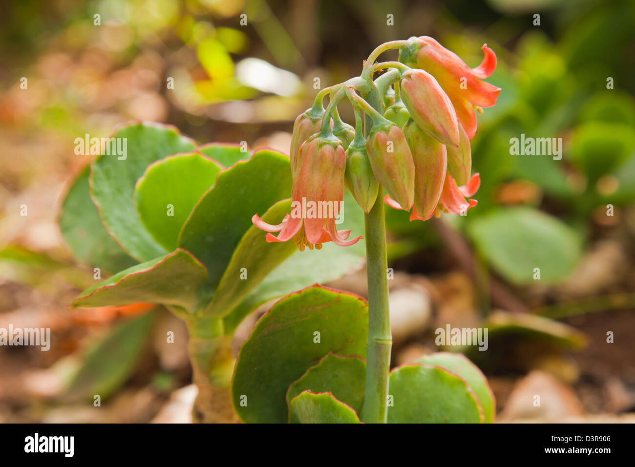 Flowering orange Cotyledon plant Stock Photo