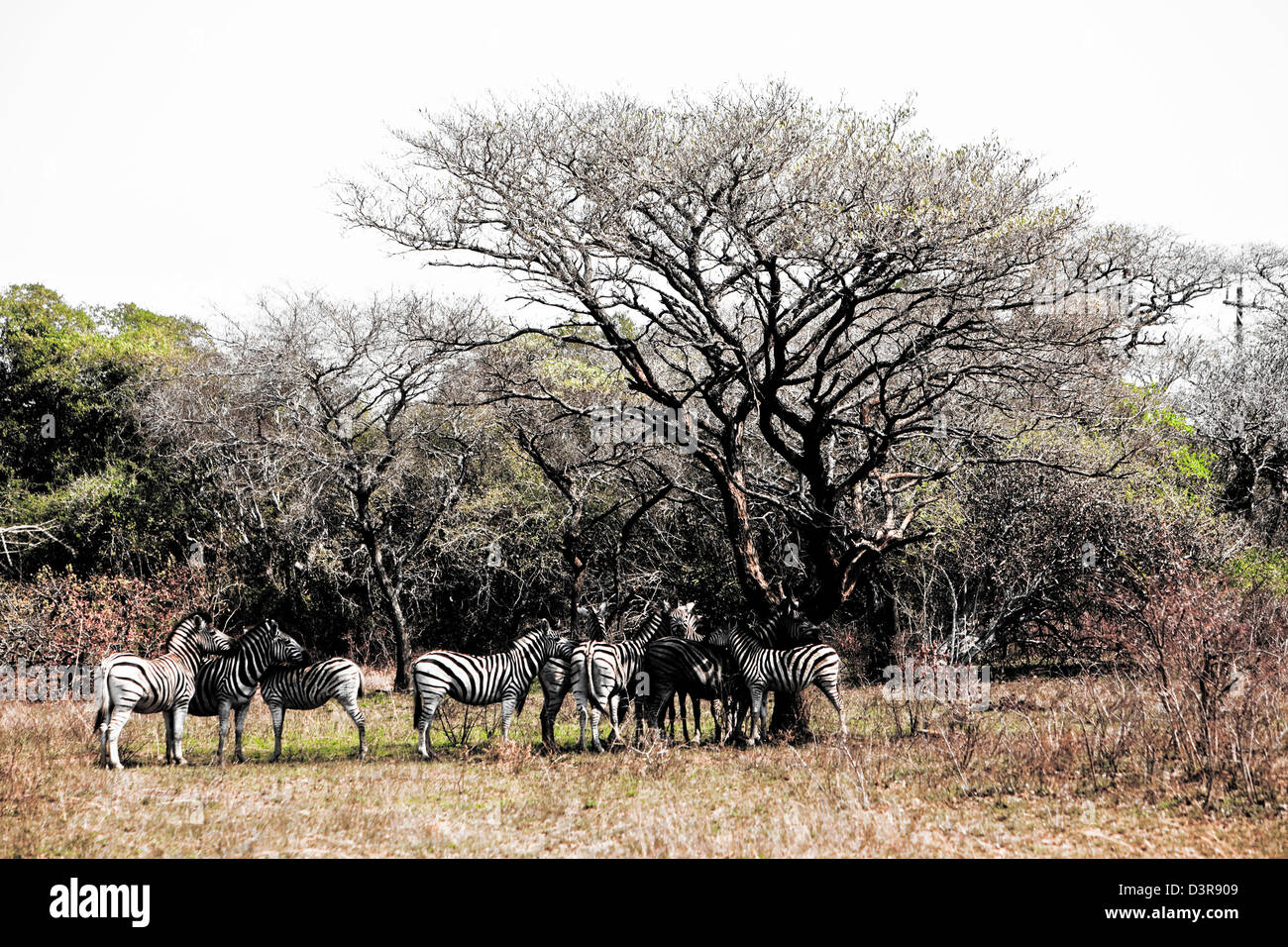 Plains Zebras under a tree in Phinda Game Reserve, South Africa Stock Photo