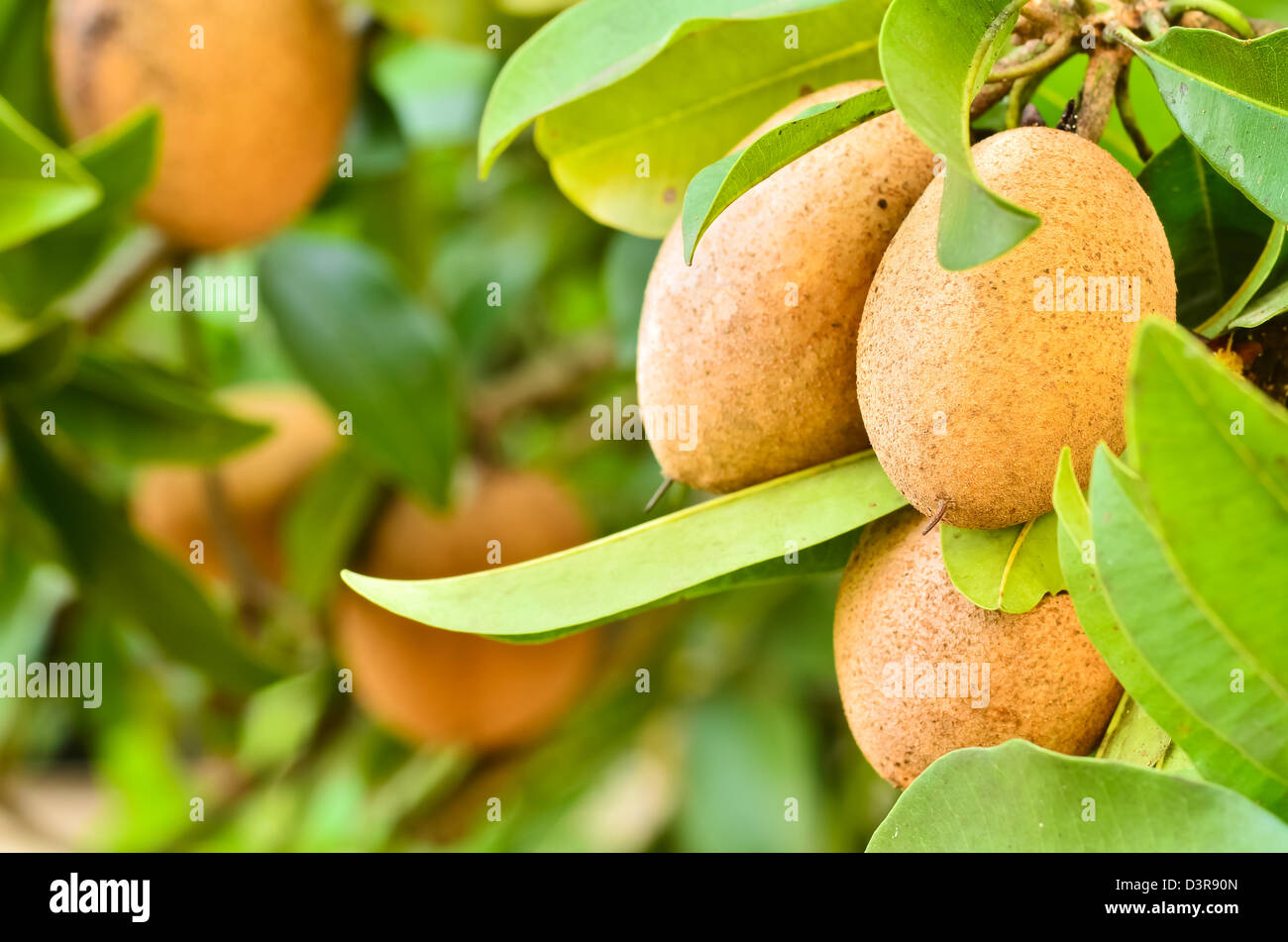 Sapodilla fruit in garden. Stock Photo