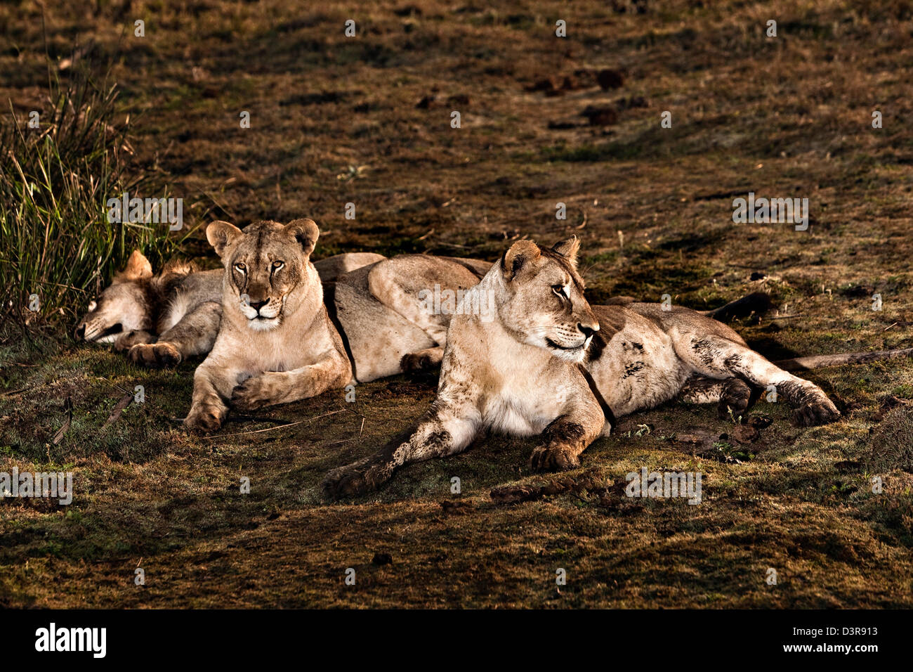 Lions sitting in mud, Phinda Game Reserve, South Africa Stock Photo
