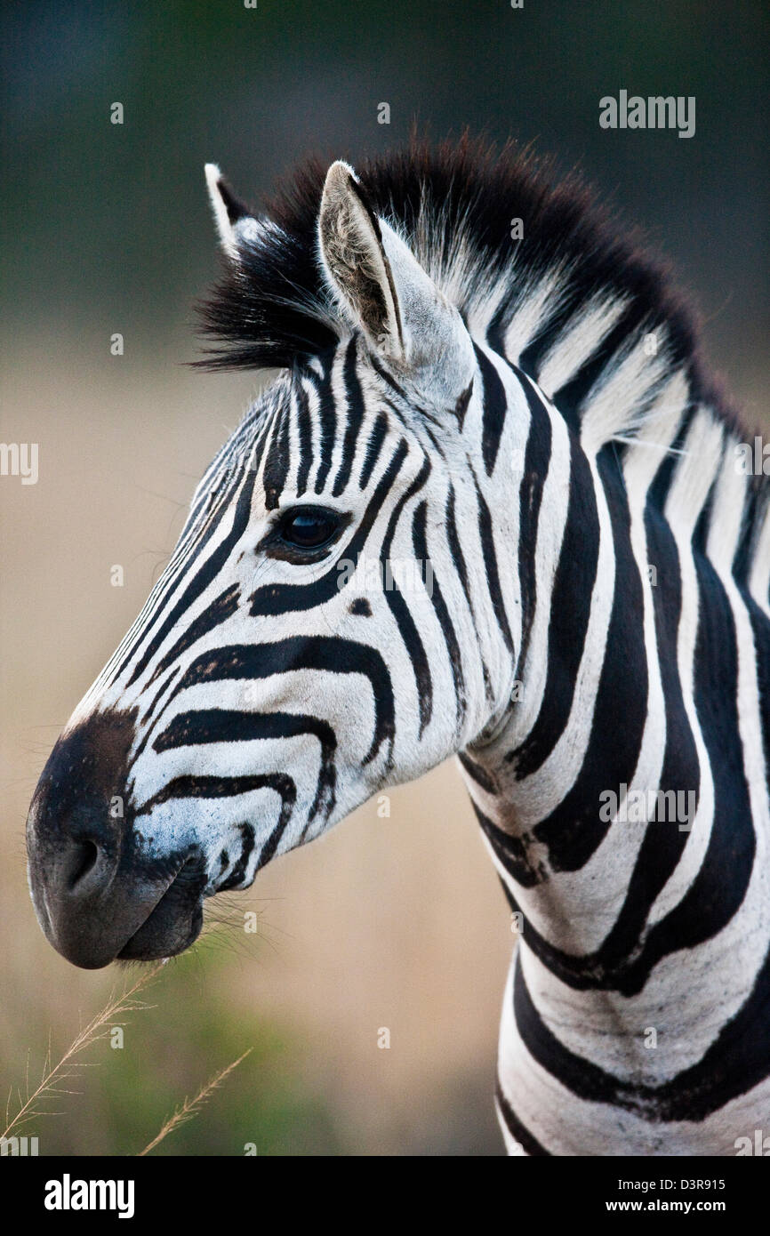 Plains zebra in Phinda Game Reserve, South Africa Stock Photo