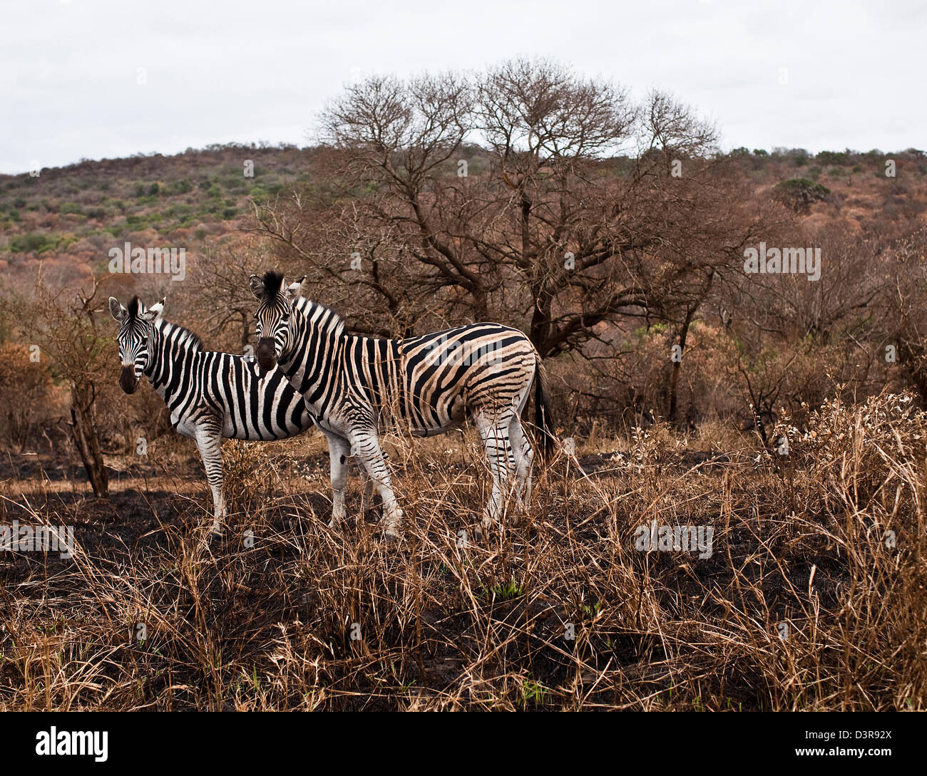 Two Plains Zebras stand in grassland, Phinda Game Reserve, South Africa Stock Photo
