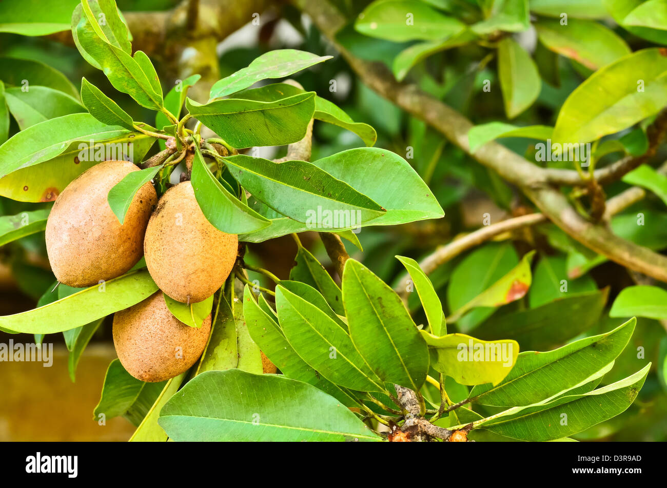 Sapodilla fruit on the tree Stock Photo