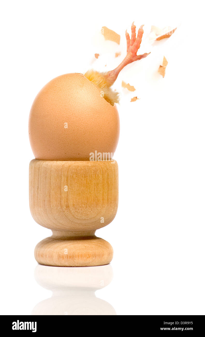 Chick bursting from egg in egg cup, studio shot in front of white background Stock Photo