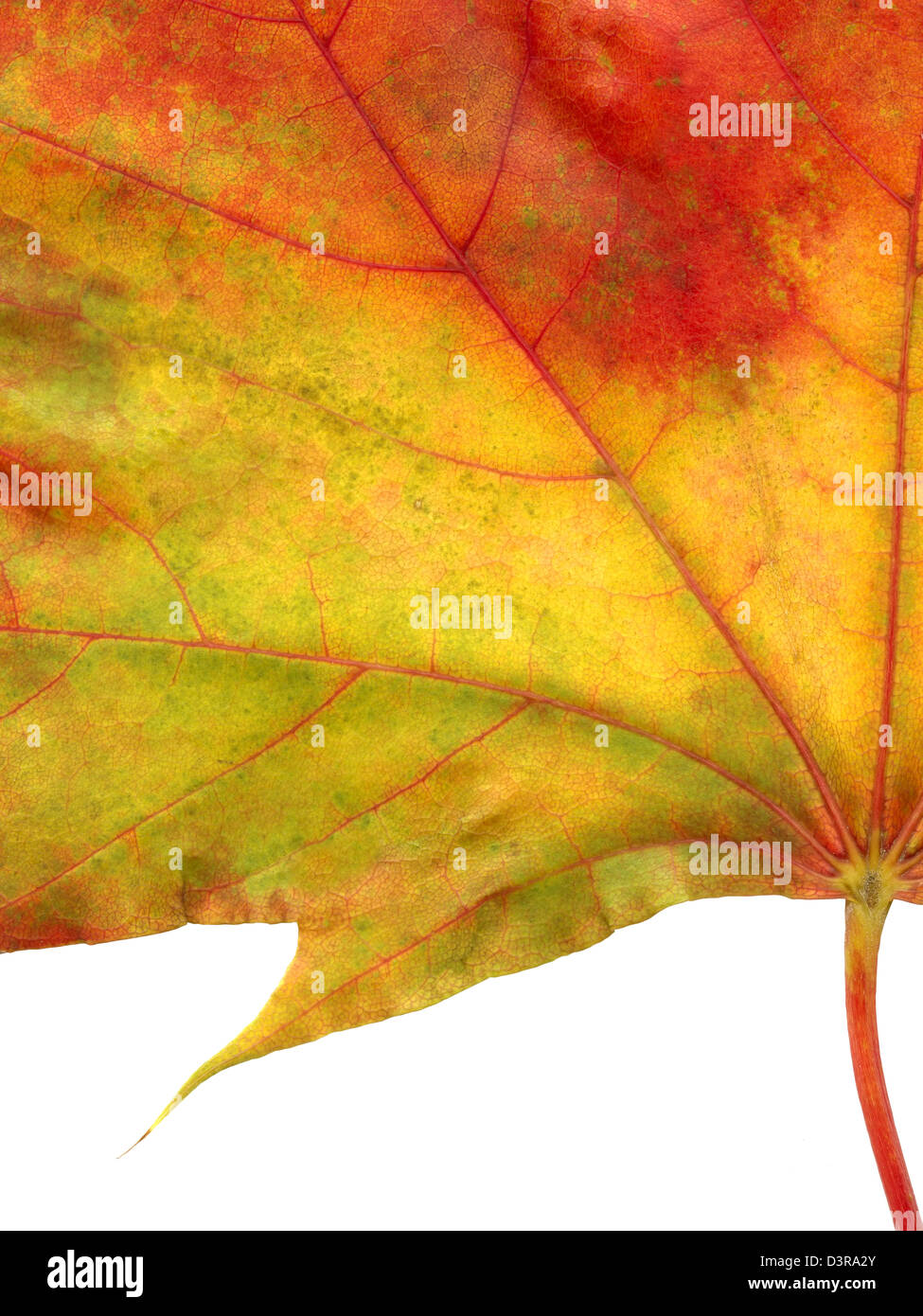 Close up of autumn leaf against white background Stock Photo - Alamy