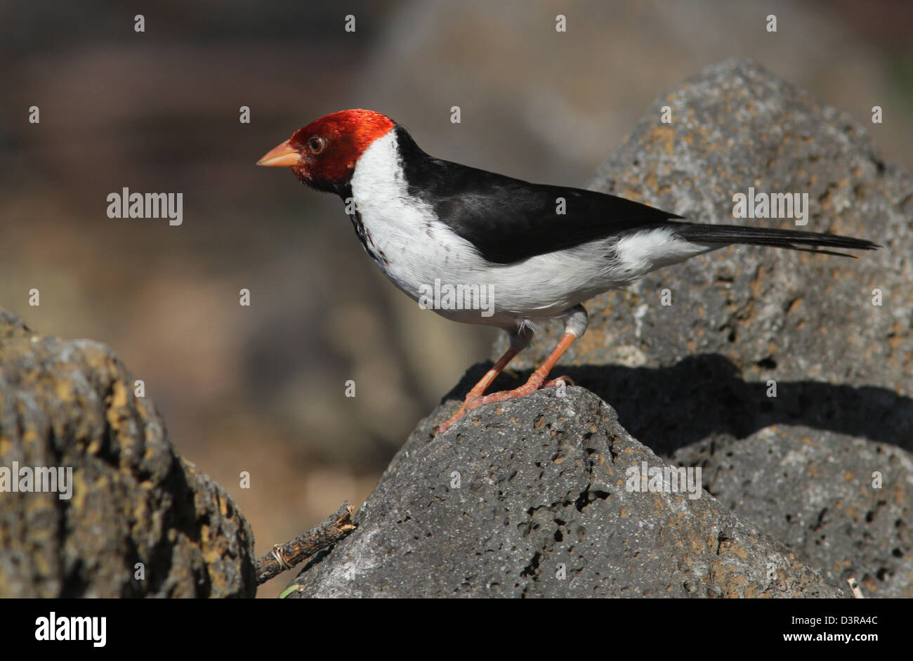 Yellowbilled Cardinal on lava rock Kona Hawaii Stock Photo Alamy