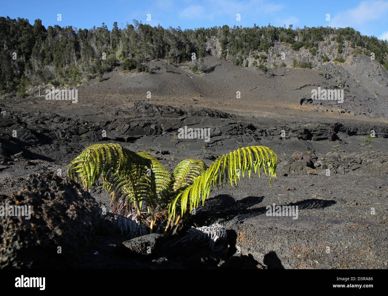 Kilauea iki crater 'Ama'u ferns plants growing in Pahoehoe lava cracks