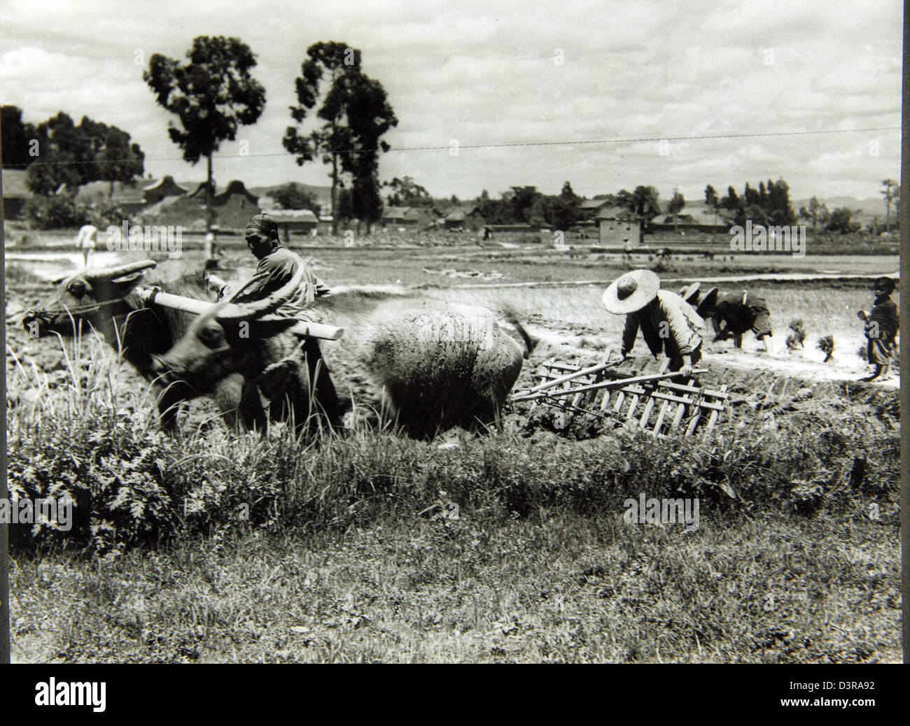 A photograph from Capt. Forrest Blalock's collection depicting rice ...