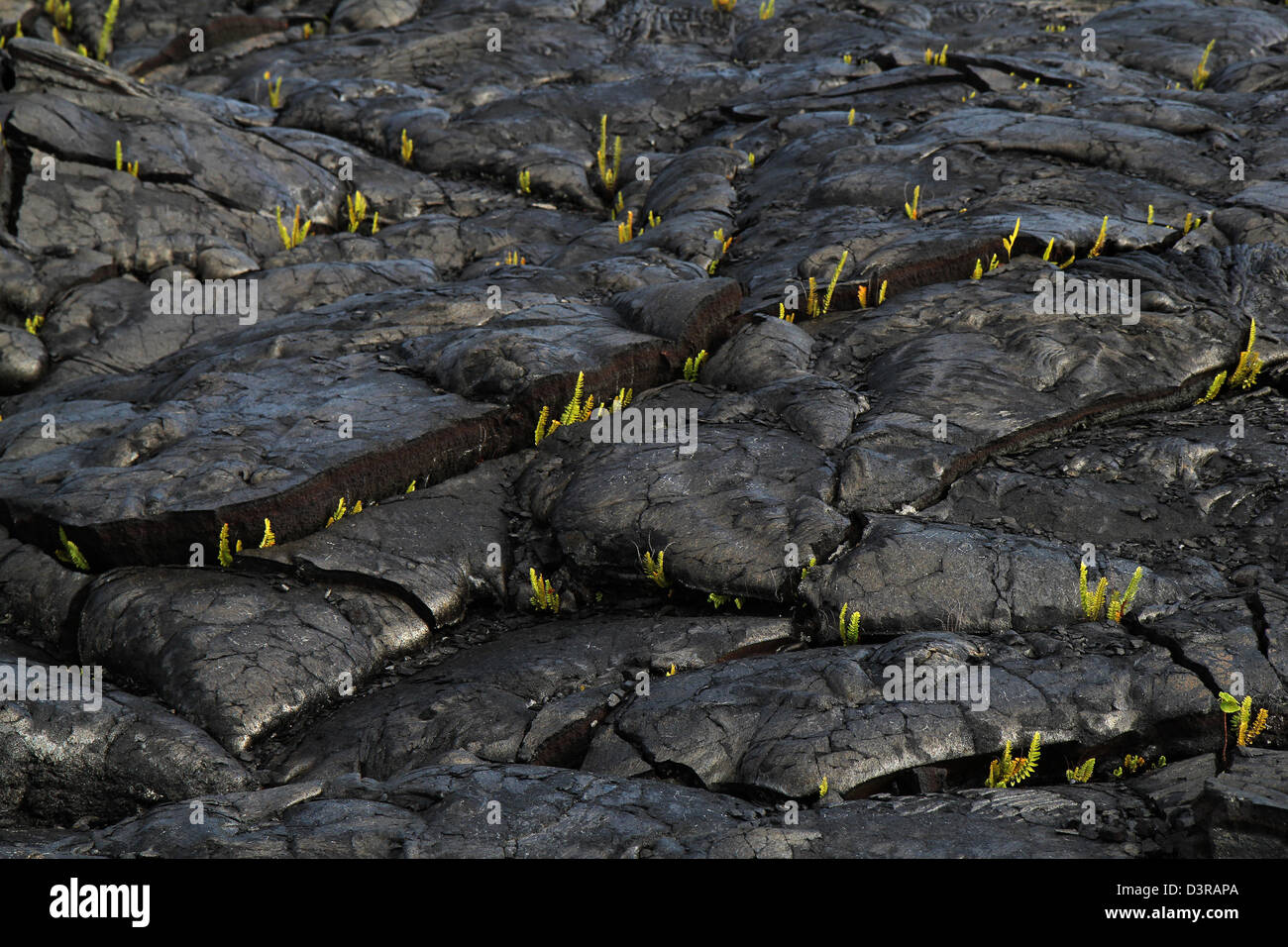 Kupukupu fern growing in Pahoehoe lava cracks Volcanoe National Park Hawaii Stock Photo