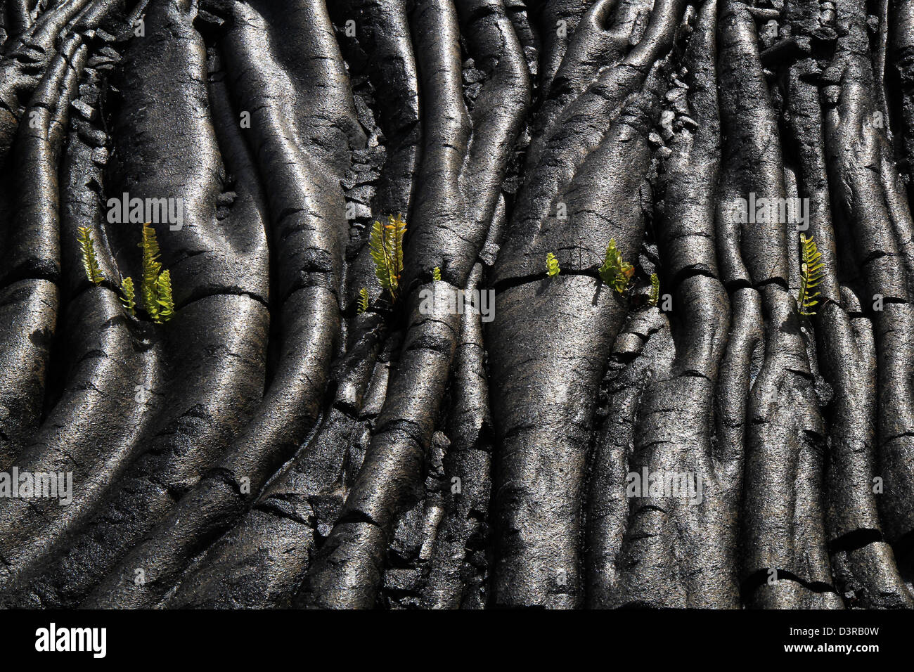 Kupukupu fern growing in Pahoehoe lava cracks Volcanoe National Park Hawaii Stock Photo