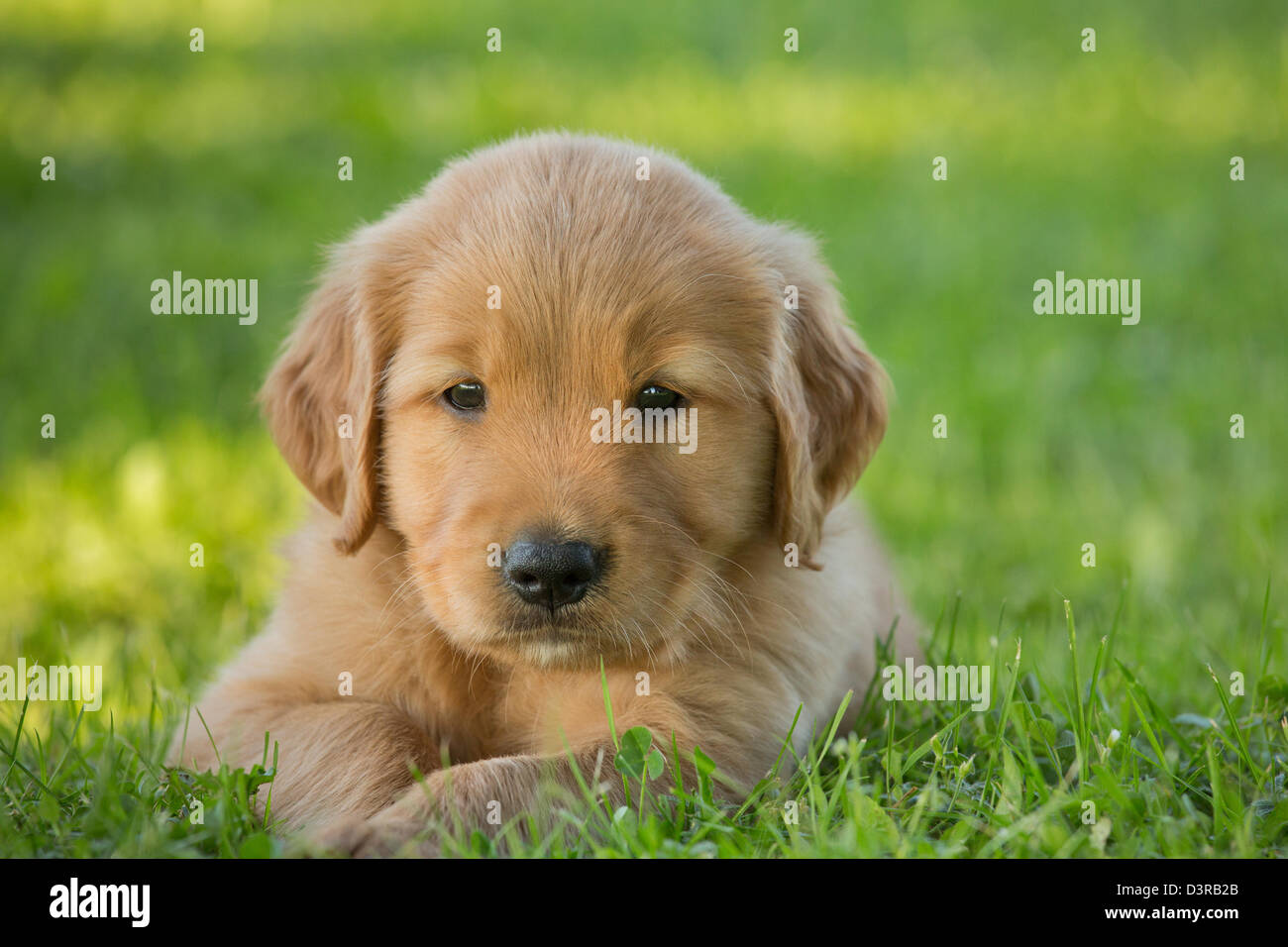 Golden retriever puppy in the grass Stock Photo - Alamy