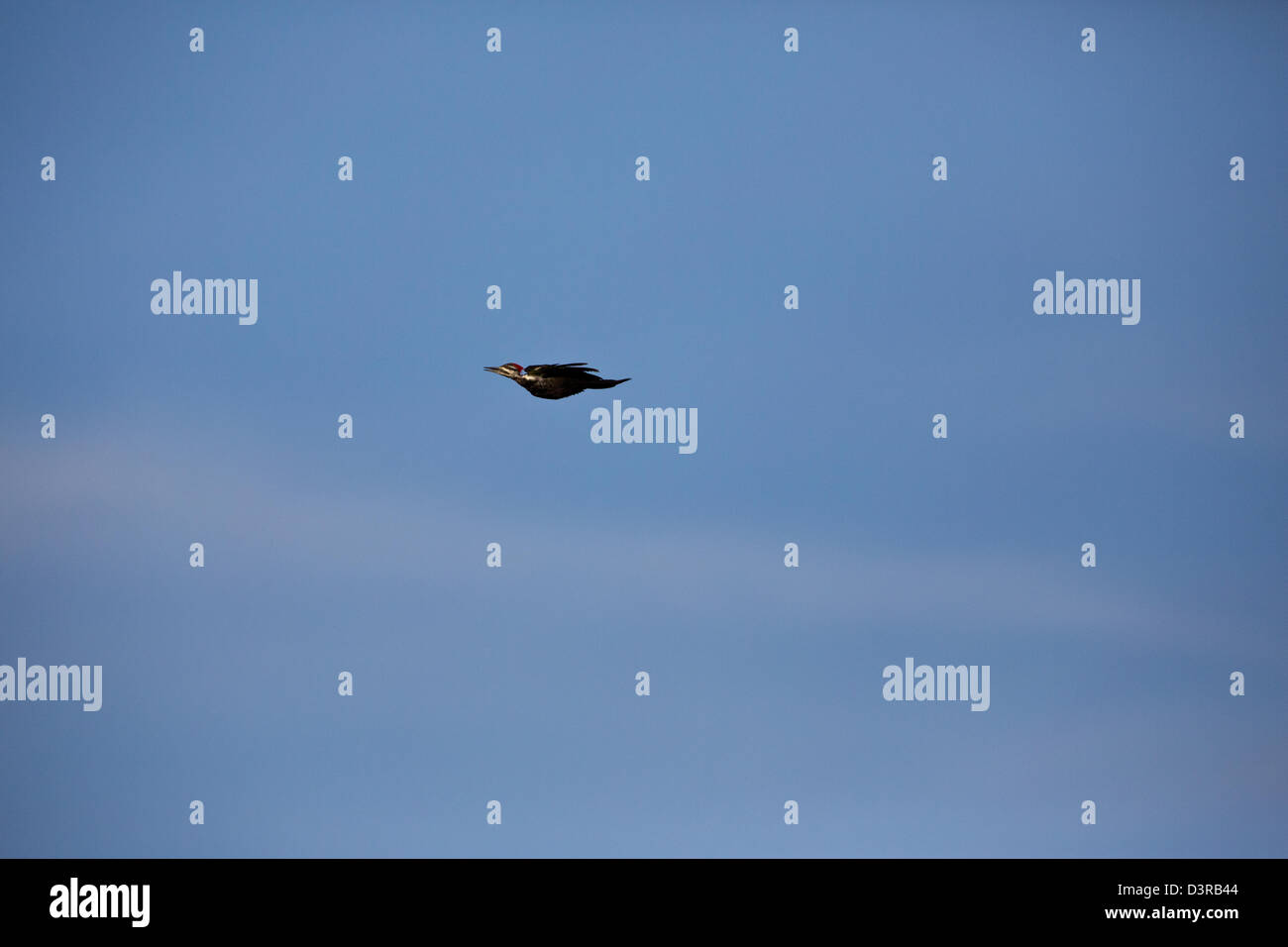 Pileated woodpecker flying Stock Photo - Alamy