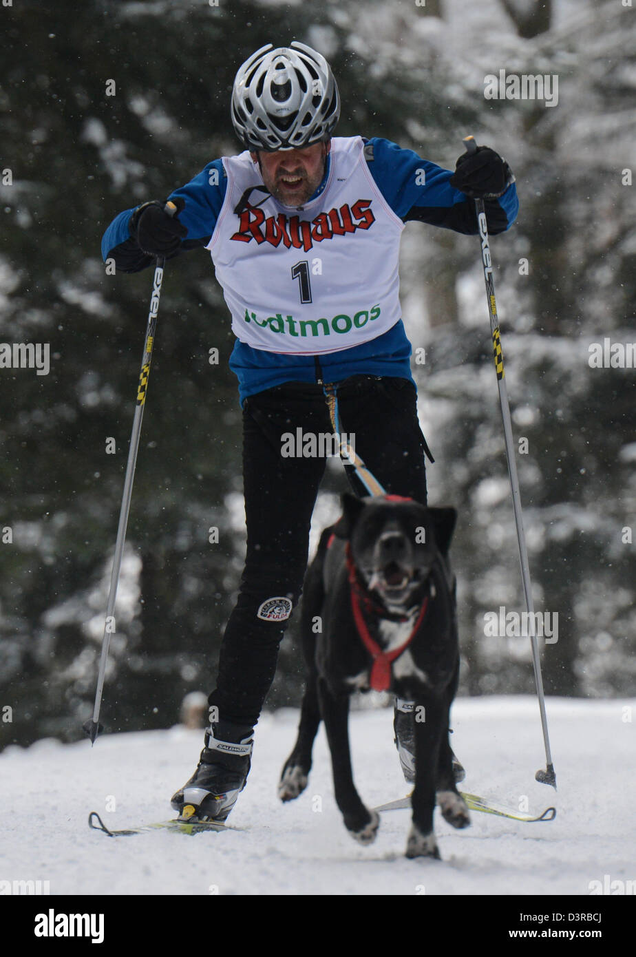 Todtmoos, Germany. 23rd February 2013. Peter Habel from Germany cross-country skis with his dog through the wood at the international dog sled racing in Todtmoos, Germany, 23 February 2013. About 120 teams from six countries take part in the two-day-race. Photo: PATRICK SEEGER/dpa/Alamy Live News Stock Photo