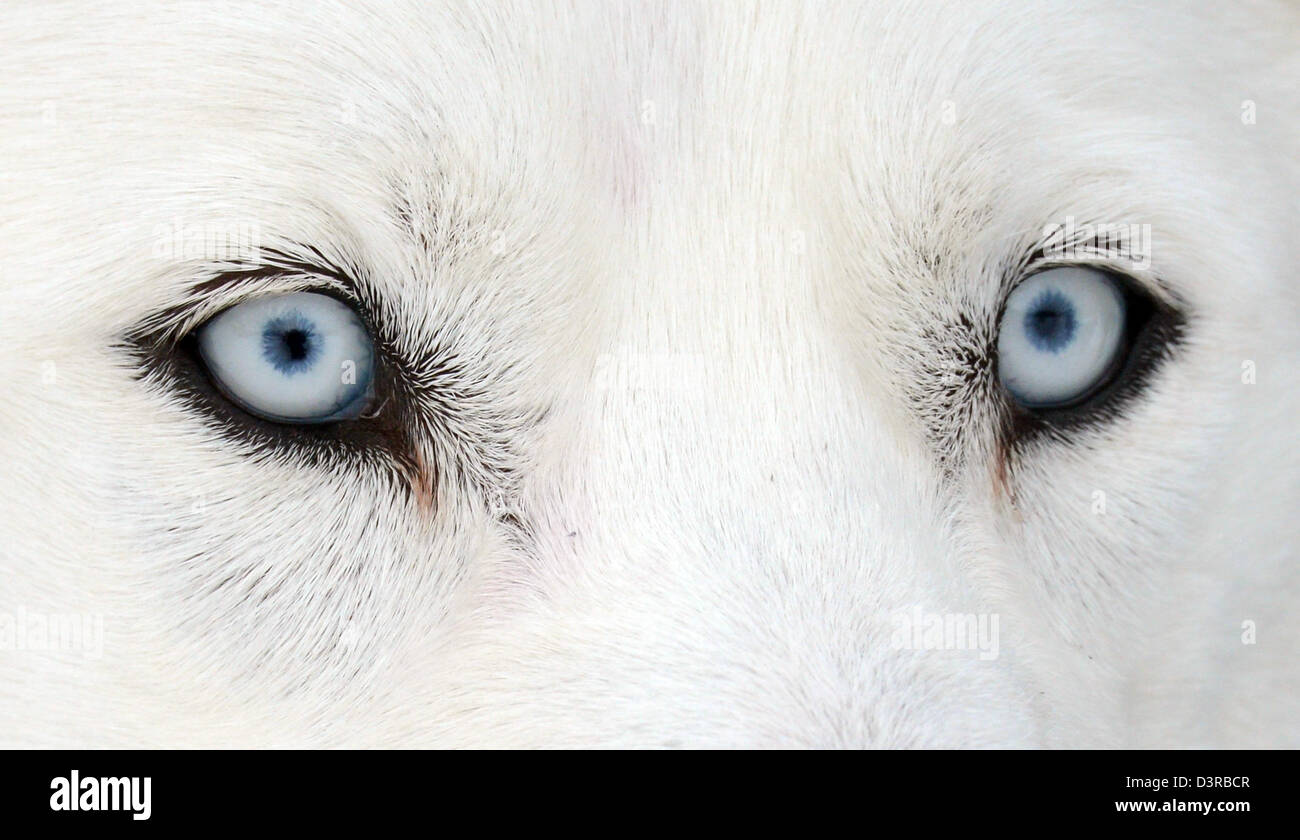 Todtmoos, Germany. 23rd February 2013. A husky's eyes are pictured at the international dog sled racing in Todtmoos, Germany, 23 February 2013. About 120 teams from six countries take part in the two-day-race. Photo: Patrick Seeger/dpa/Alamy Live News Stock Photo