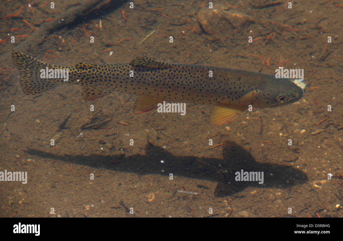 rainbow trout Rocky Mountain National Park Colorado Stock Photo Alamy