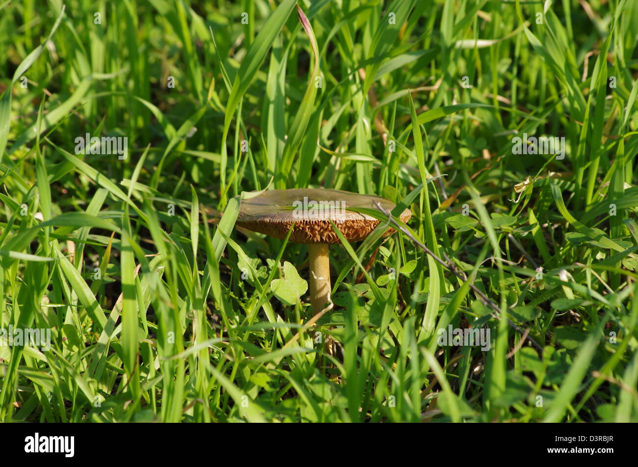 A mushroom in a field of green grass. Stock Photo