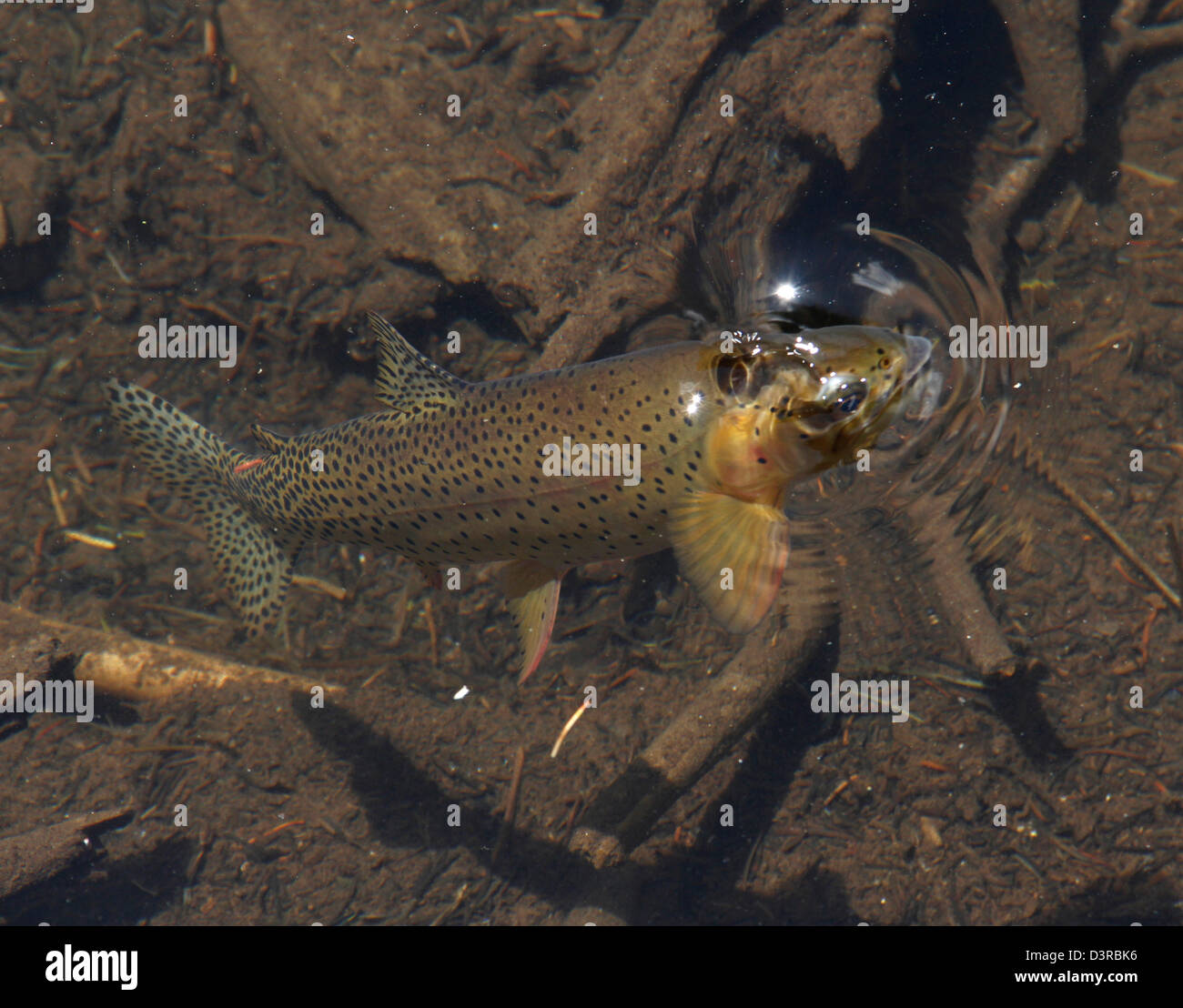 rainbow trout Rocky Mountain National Park Colorado Stock Photo