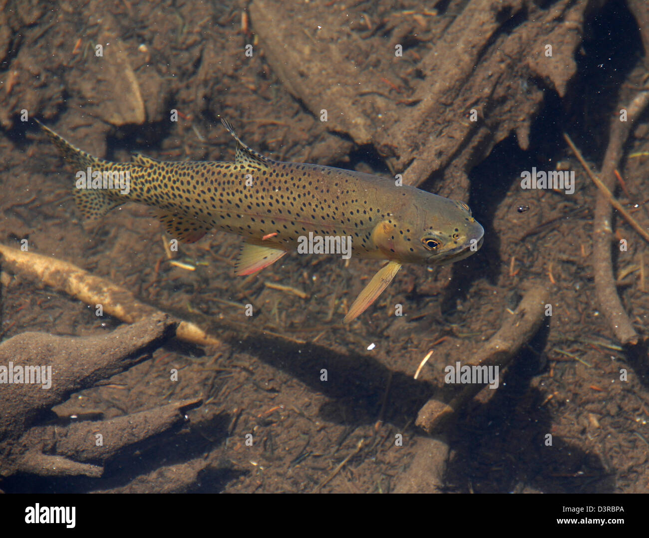 rainbow trout Rocky Mountain National Park Colorado Stock Photo Alamy