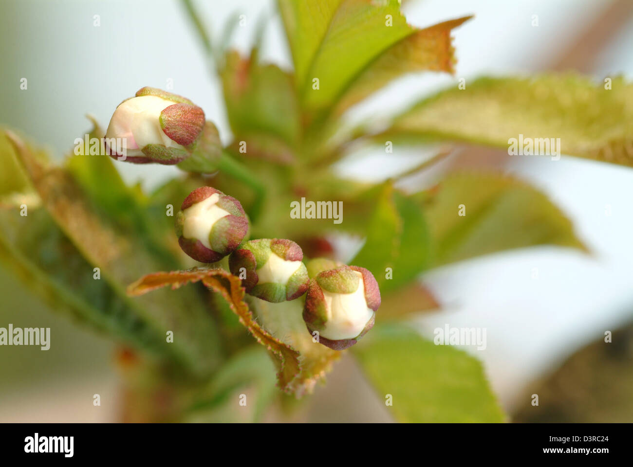 Berlin, Germany, buds of a cherry tree in spring Stock Photo