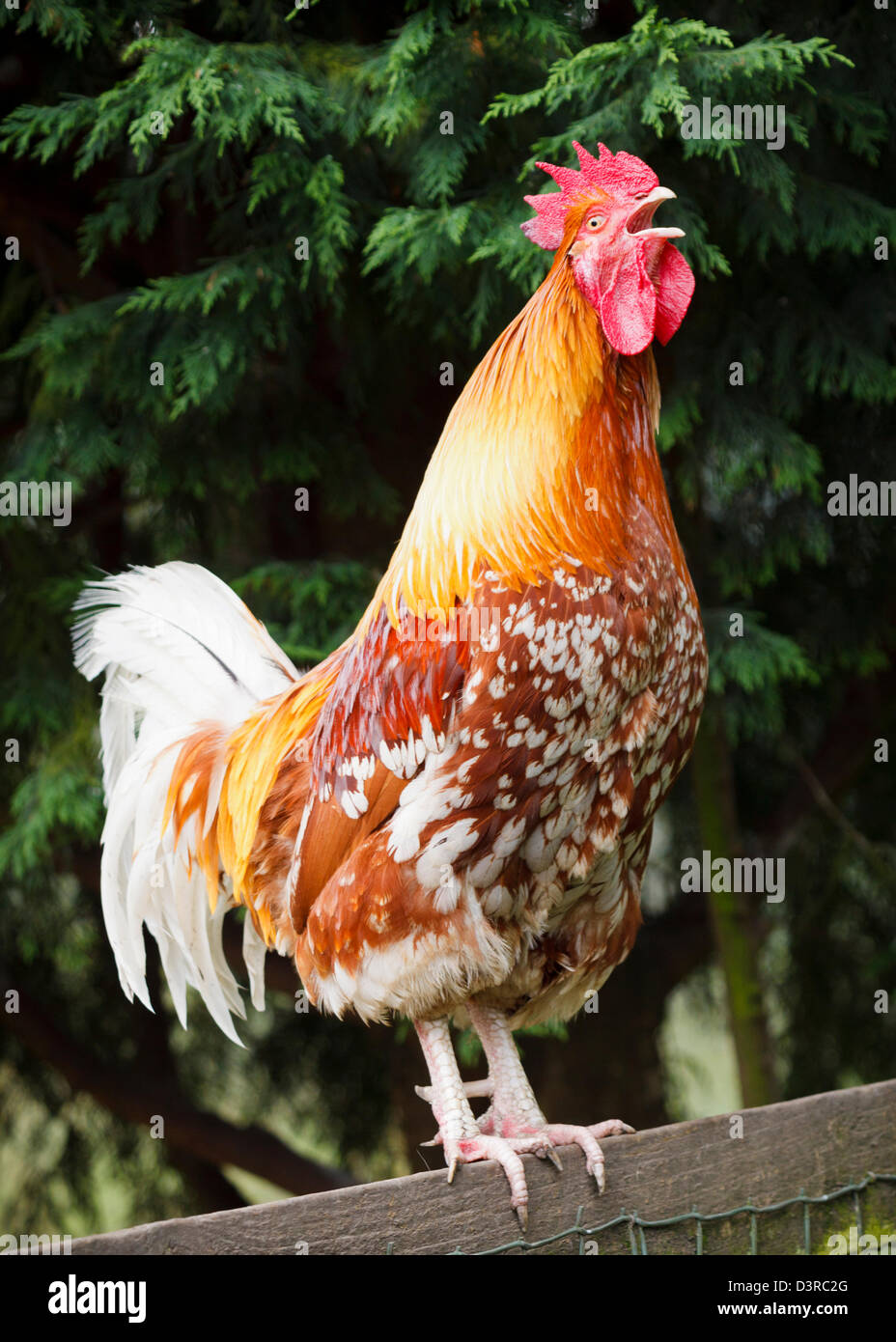 Wake Up Call - The Cockerel Crowing Stock Photo