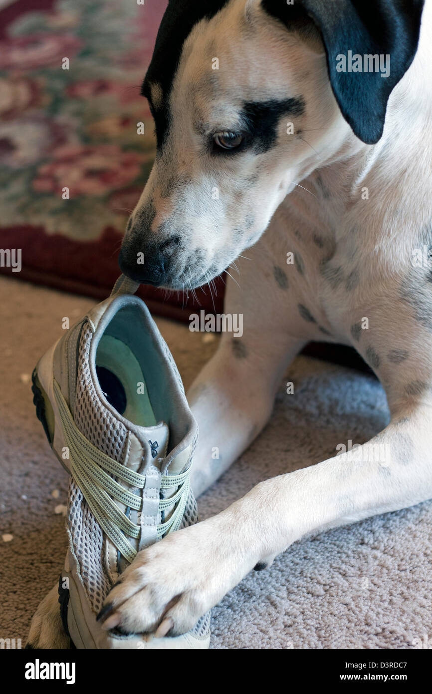 Why Does The Dog Only Chew My Shoes