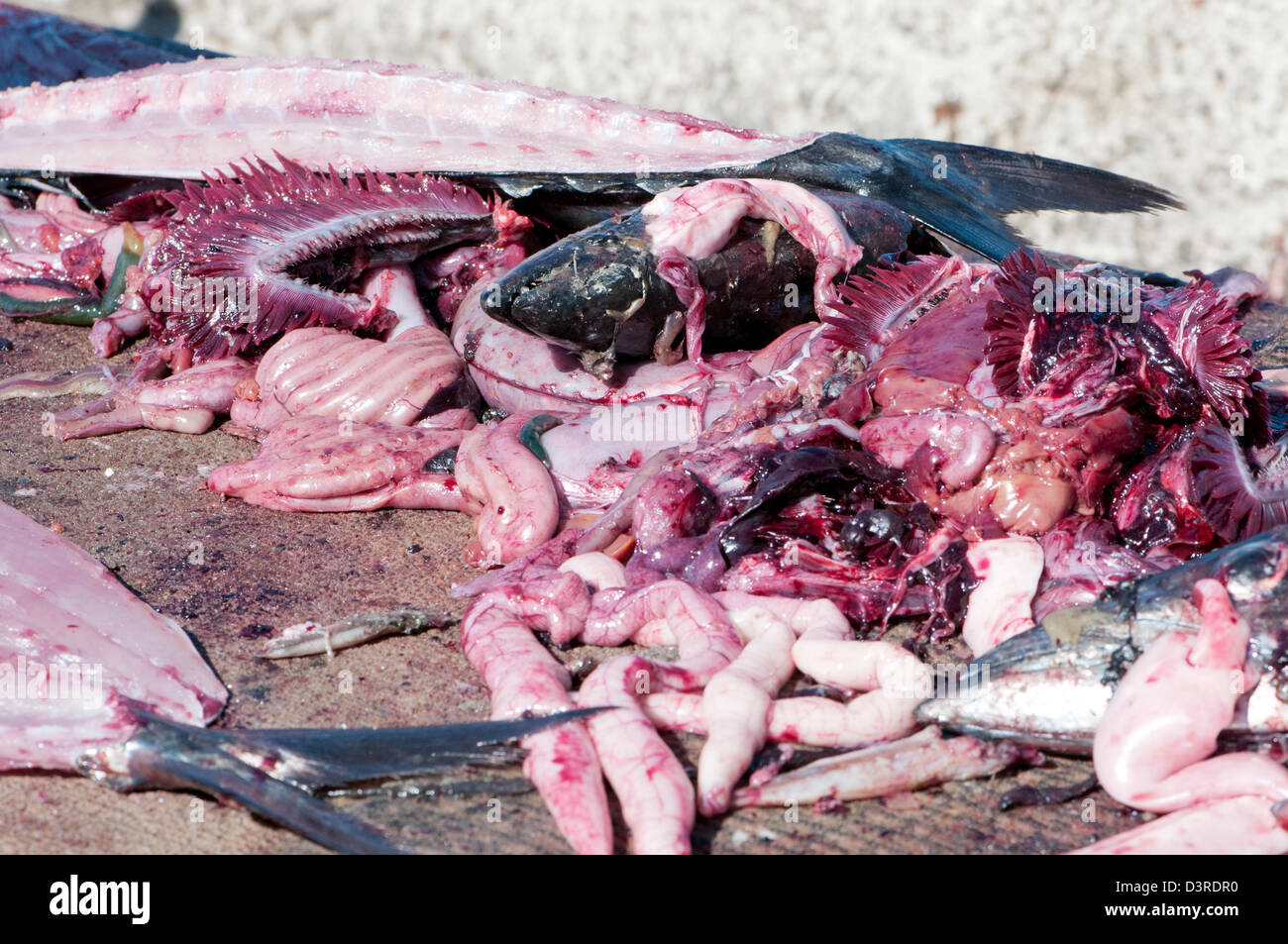 Fish entrails at Fish market, Cape Town Stock Photo