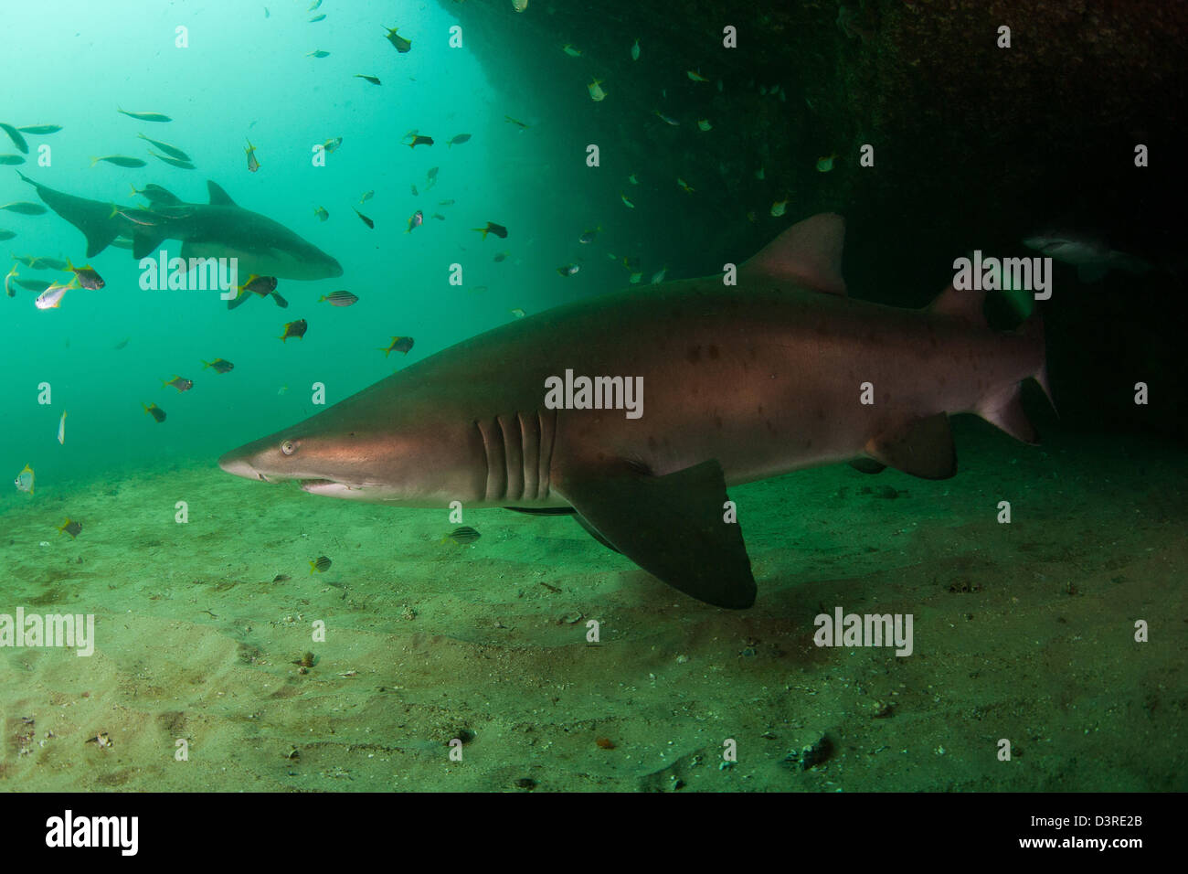 ragged tooth shark in cave in sydney harbour Stock Photo