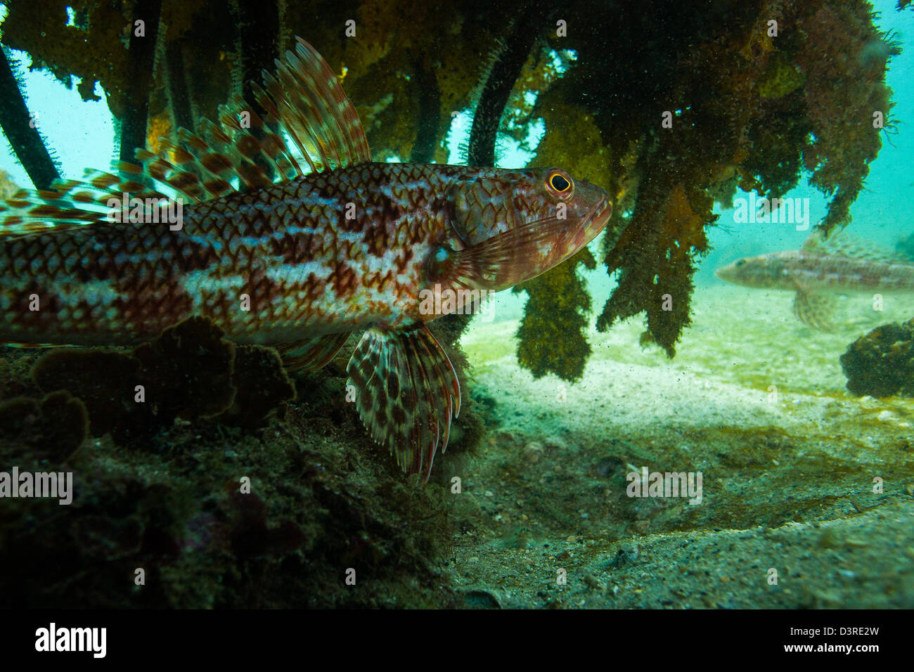 Shark underwater fish hiding hires stock photography and images Alamy