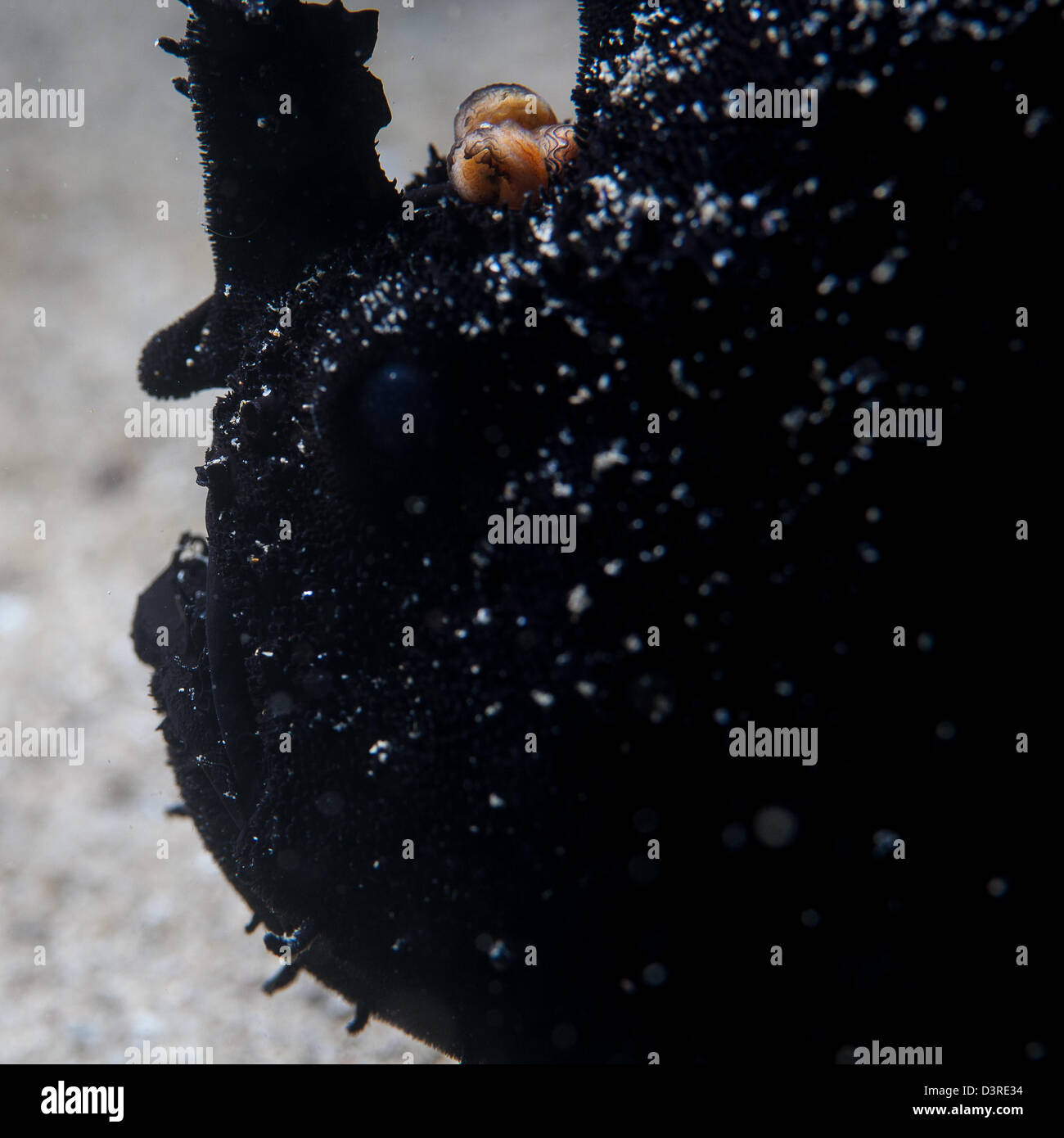 black frogfish in sydney harbour Stock Photo