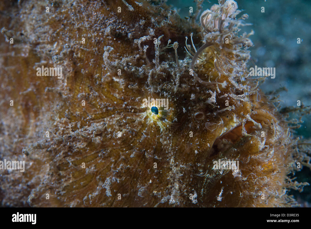 Frog fish in sydney harbour Stock Photo