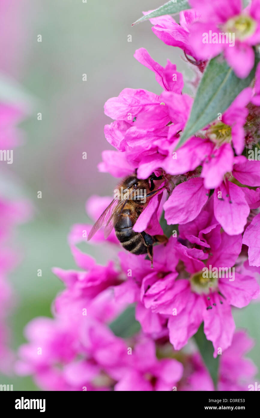 Honey bee on Lythrum salicaria 'Feuerkerze' (common name 'Purple loosestrife') Stock Photo