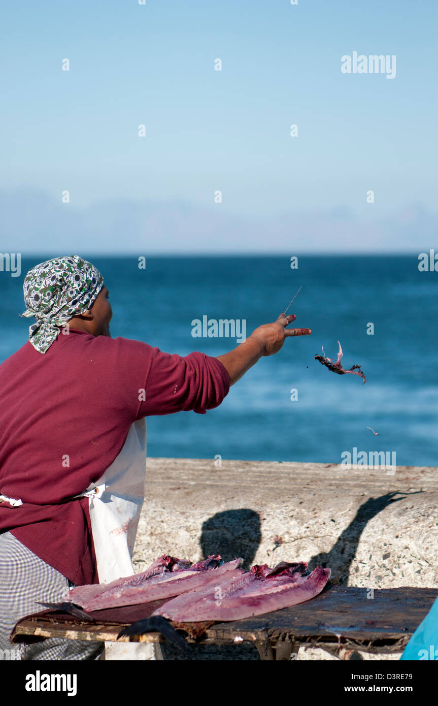 Woman filleting snoek, Kalk Bay, South Africa Stock Photo