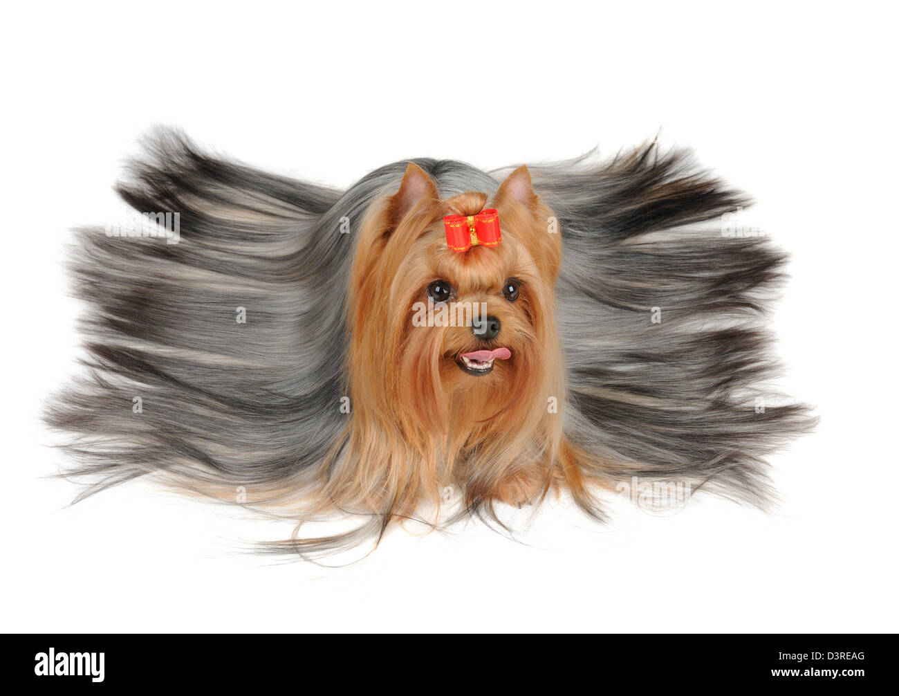 Yorkshire Terrier with long hair isolated on the white background Stock Photo