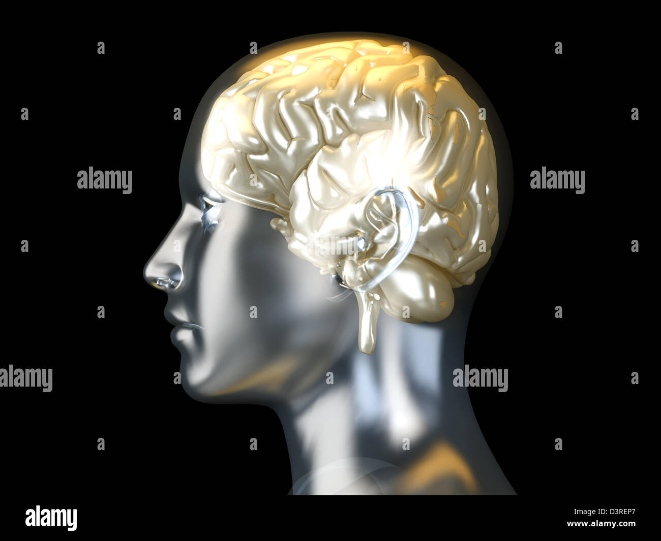 The Human Brain. 3D rendered anatomical illustration Stock Photo - Alamy