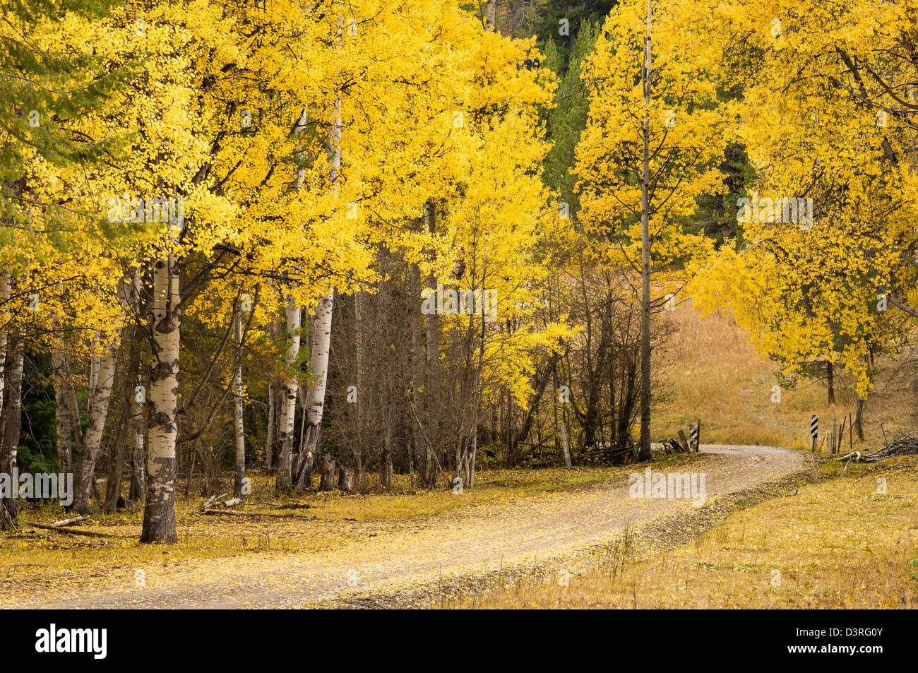 Aspen trees in autumn; Mill Creek Valley, Colville National Forest, northeast Washington. Stock Photo