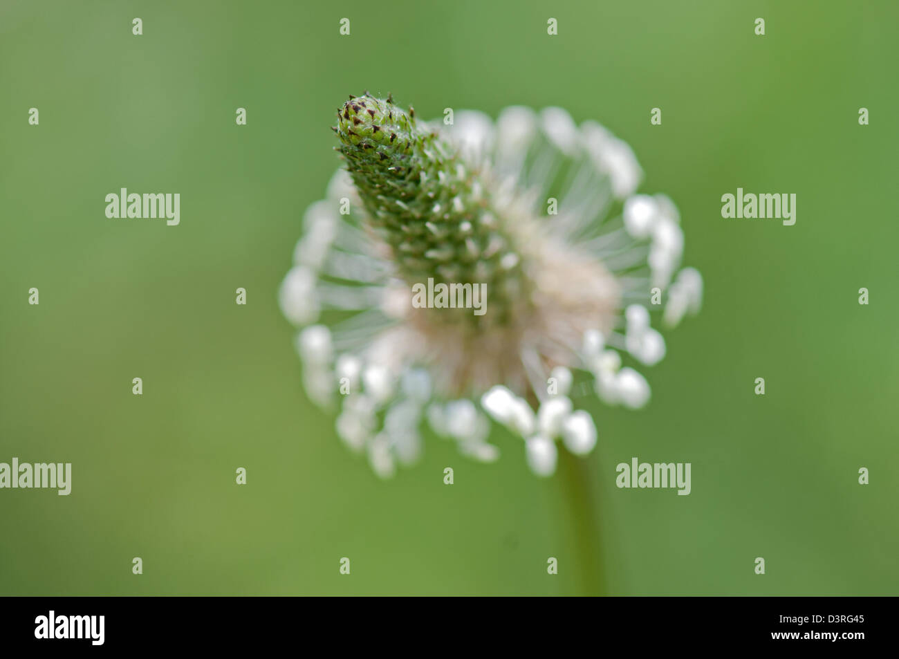 Ribwort Plantain plantago lanceolata. Stock Photo