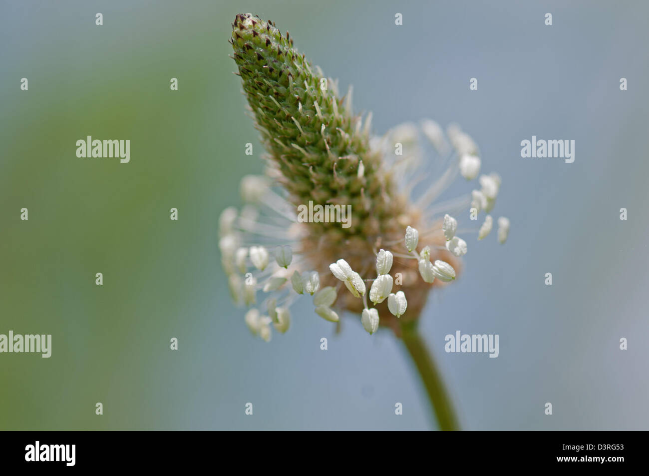 Ribwort Plantain plantago lanceolata. Stock Photo