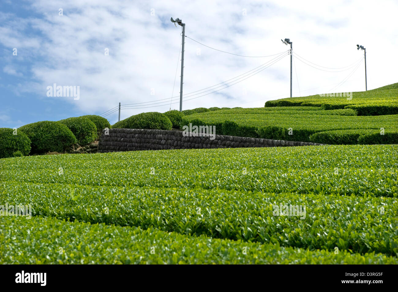 Rows of fresh green tea bushes growing at a plantation in the Makinohara chabatake tea fields of Shizuoka Prefecture, Japan. Stock Photo