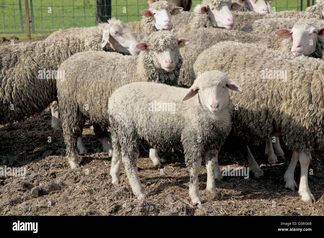 Old animals with young animals hires stock photography and images Alamy