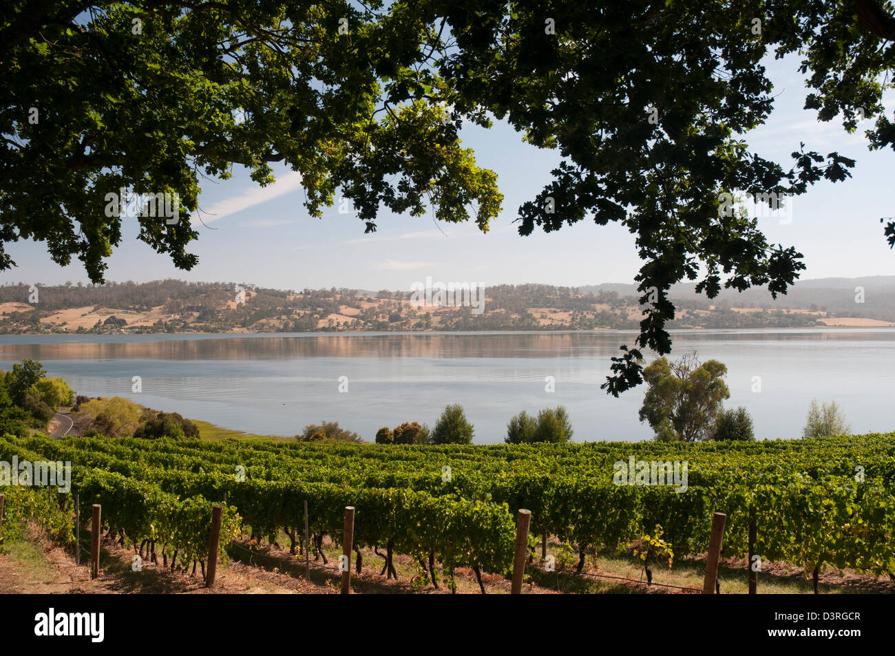 Ninth Island Vineyard at Rosevears, West Tamar, Tasmania Stock Photo