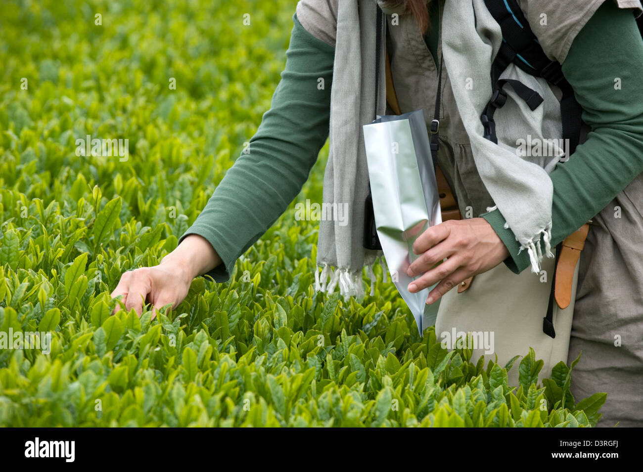Visitors to Makinohara chabatake tea fields in Shizuoka, Japan picking their own shincha green tea leaves as souvenirs. Stock Photo