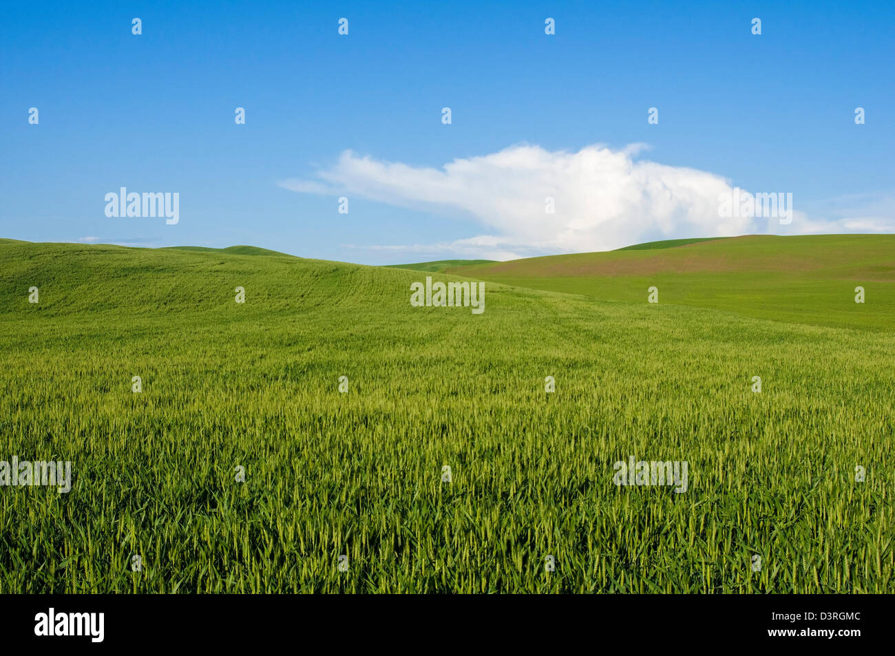 Field near Uniontown, Palouse wheat country, Washington. Stock Photo