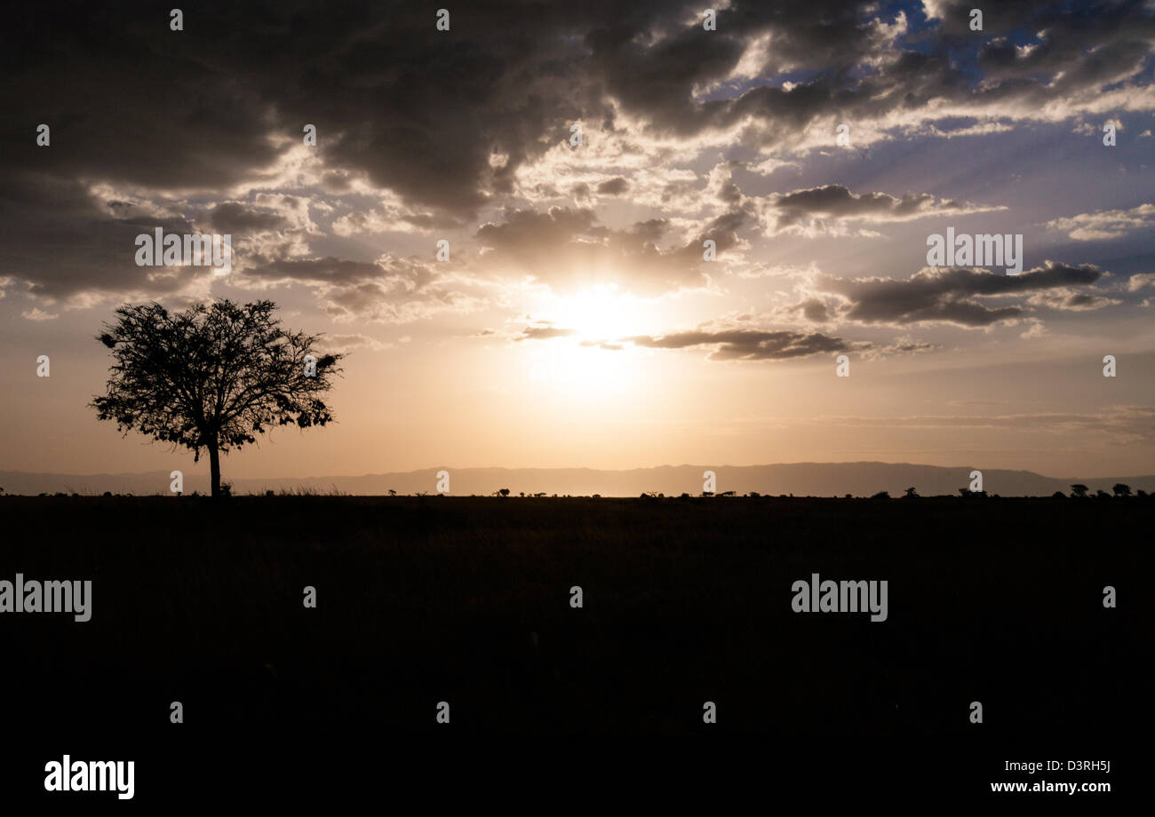 Savannah sunsets hi-res stock photography and images - Alamy