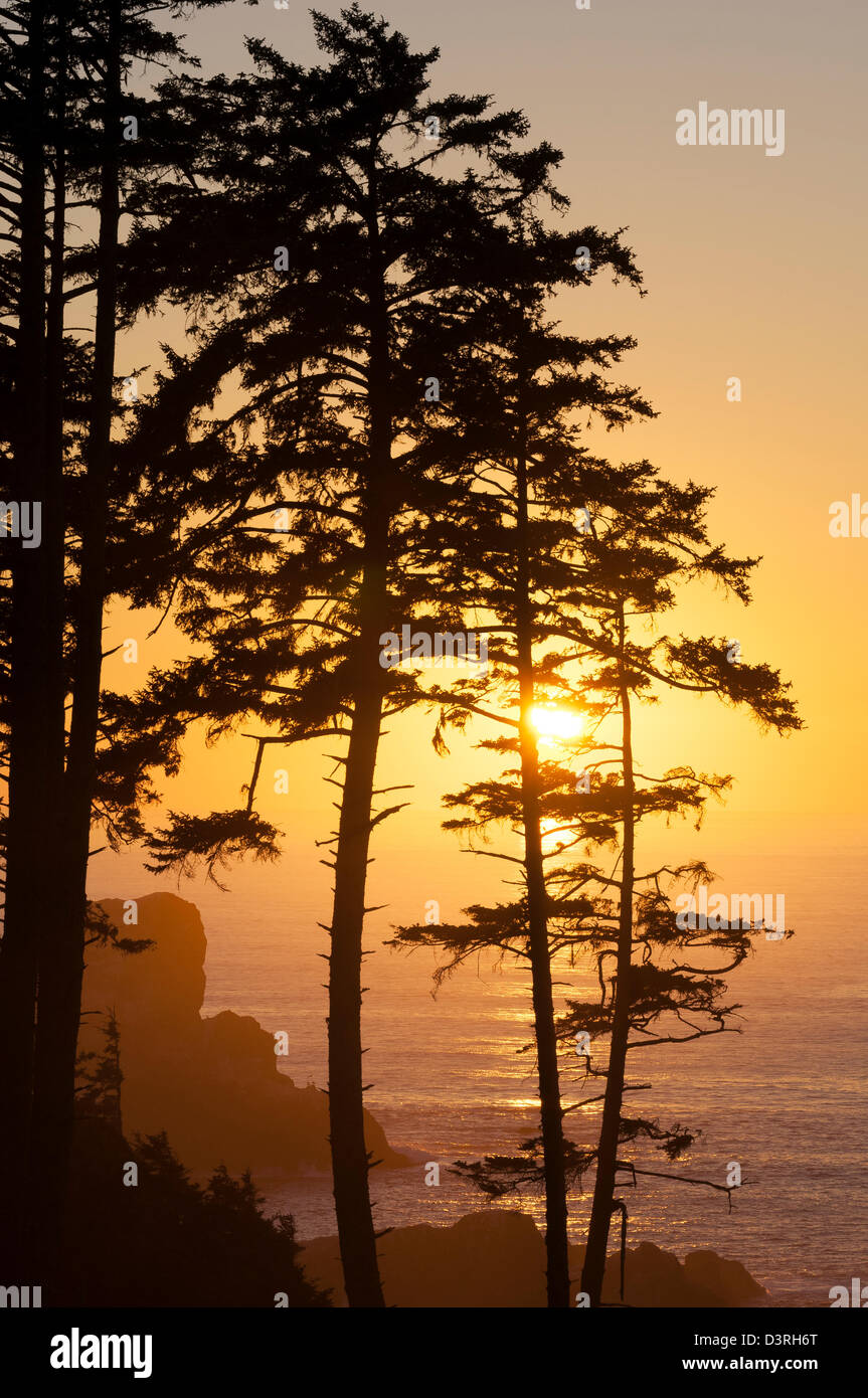 Sunset through pine trees at Ecola Point; Ecola State Park, Cannon Beach, northern Oregon Coast. Stock Photo