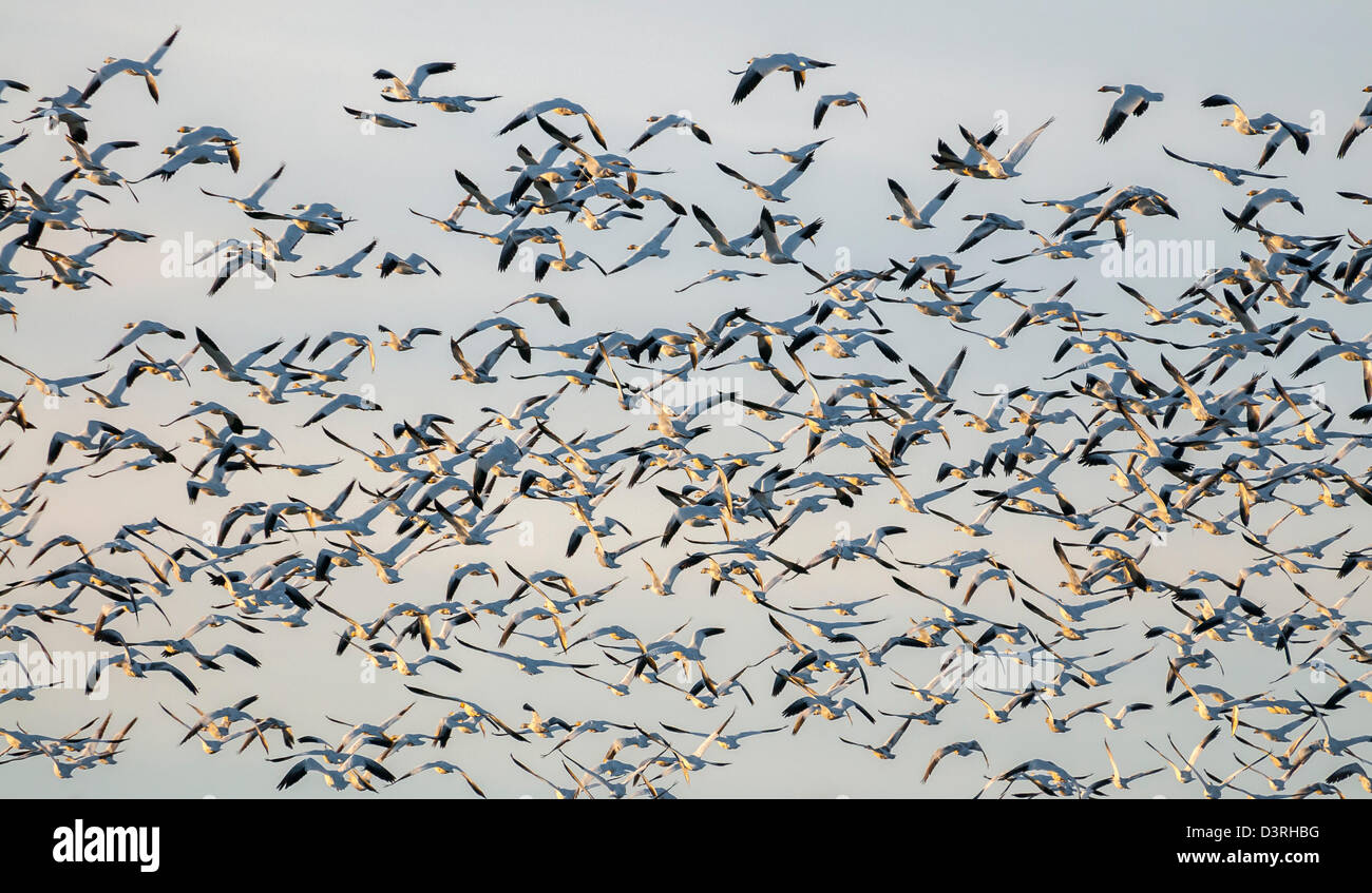 Snow geese in flight; Skagit Valley, Washington. Stock Photo