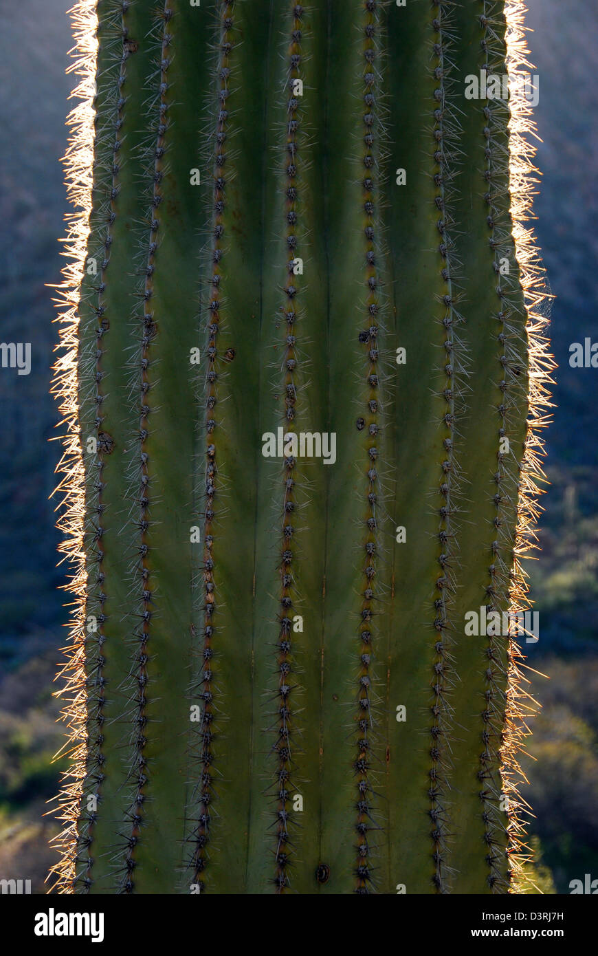 Saguaro cactus in the Sonoran Desert of Arizona Stock Photo - Alamy