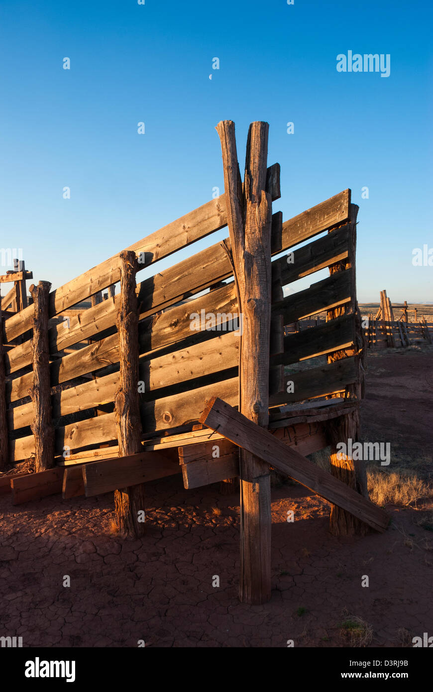 Desert cattle hi-res stock photography and images - Alamy