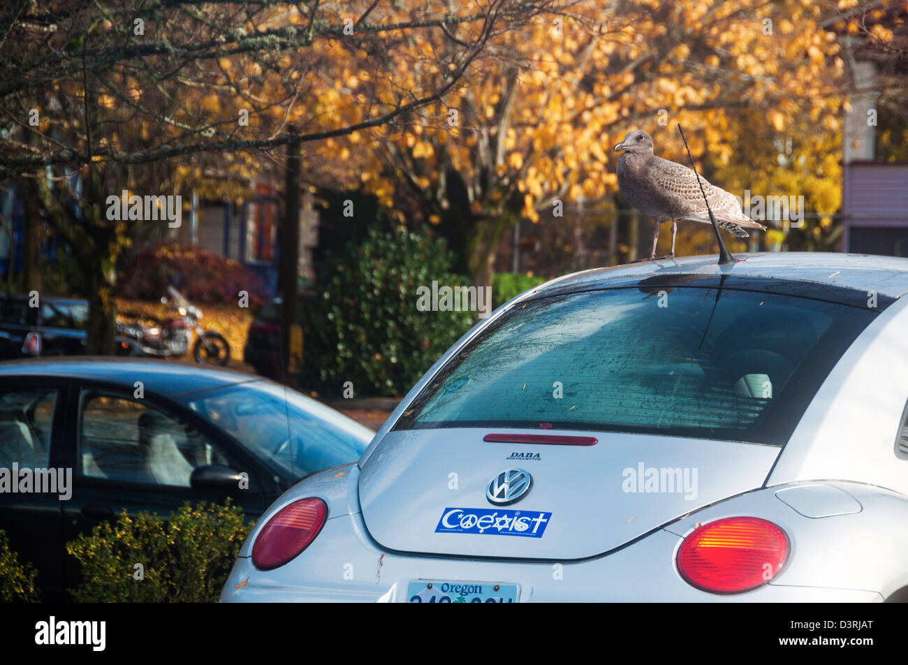Sticker car hi-res stock photography and images - Alamy
