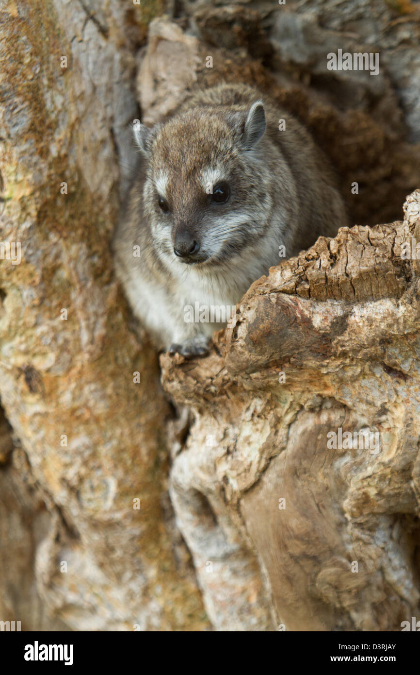 Tree Hyrax (Dendrohyrax aboreus), Tarangire National Park, Tanzania Stock Photo